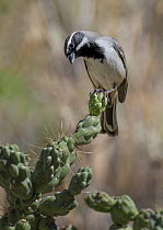 Black-throated sparrow (Amphispiza bilineata) perched on Hanging chain cholla cacti (Cylindropuntia fulgida), Santa Catalina Mountains foothills, near Tucson, Arizona, USA. November.