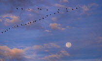 Sandhill cranes (Grus canadensis) flock flying in formation leaving roost lead by Blackbird (Turdus merula) at sunset with moon in background, Whitewater Draw Wildlife Area, Arizona, USA. November.