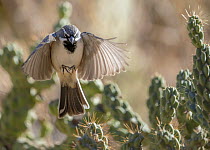 Black-throated sparrow (Amphispiza bilineata) flying above Hanging chain cholla cacti (Cylindropuntia fulgida), Santa Catalina Mountains foothills, near Tucson, Arizona, USA. November.