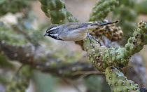 Black-throated sparrow (Amphispiza bilineata) taking flight from Hanging chain cholla cactus (Cylindropuntia fulgida), Santa Catalina Mountains foothills, near Tuscon, Arizona, USA. November.