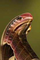 Atlas moth (Attacus atlas) wing tip detail showing "snake head" warning pattern. Captive.