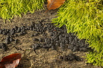 Beech woodwart fungus (Hypoxylon fragiforme) growing on Beech log, Surrey, England, UK. October.