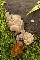Beech jellydisc fungus (Neobulgaria pura) growing on Beech log, Surrey, England, UK. October.