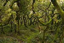 Deciduous forest, Surrey, England, UK. October 2023.