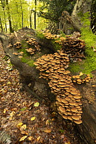 Common stump brittlestem (Psathyrella piluliformis) growing on rotting stump in forest, Surrey, England, UK. October.