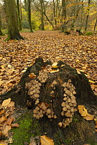 Clustered bonnet (Mycena inclinata) growing on tree stump in mixed Beech and Oak woodland, Surrey, England, UK. November.