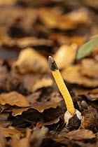Dog stinkhorn (Mutinus caninus) growing on forest floor, Surrey, England, UK. November.