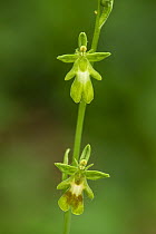Green fly orchid (Ophrys insectifera var. ochroleuca), Yockeltt's Bank, Kent, England, UK. June.