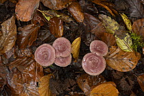 Rosy bonnet mushrooms (Mycena rosea) growing through fallen autumn leaves, Ebernoe, Sussex, England, UK. November.