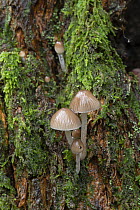 Clustered pine bonnets (Mycena stipata) growing on log, Surrey, England, UK. October.