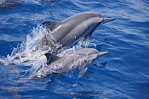 Two Spinner dolphins (Stenella longirostris) leaping out of the water, East Timor, Indian Ocean.