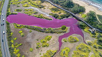 Aerial view of pond turned pink due to halobacteria, Kealia National Wildlife Refuge, Maui, Hawaii. December, 2023.