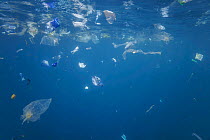 Plastic bags and waste floating underwater in Indian Ocean, off Baucau, East Timor. October, 2023.