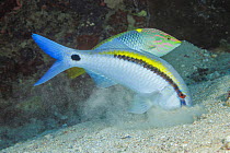 Checkerboard wrasse (Halichoeres hortulanus) following a hunting Dash-dot goldfish (Parupeneus barberinus) to snatch left-over prey, Yap, Micronesia, Pacific Ocean.