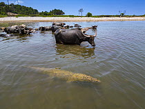Asian water buffalo (Bubalus arnee) domestic herd watching Salt water crocodile (Crocodylus porosus) in river shallows, Baucau, East Timor.