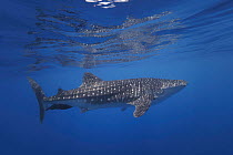 Whale shark (Rhiniodon typus) swimming close to surface, off the coast of Baucau, East Timor, Indian Ocean. Endangered.