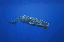 Sperm whale (Physeter macrocephalus) swimming off the coast of East Timor, Indian Ocean. Endangered.
