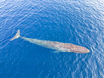 Aerial view of Pygmy blue whale (Balaenoptera musculus brevicauda) gliding below the surface, East Timor, Indian Ocean. Endangered.