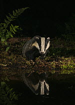 Badger (Meles meles) observing reflection in pond at night, North Norfolk, England, UK. July.