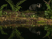 Badger (Meles meles) looking into pond in woodland at night, North Norfolk, England, UK. July.