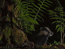 Badger (Meles meles) exploring woodland at night, North Norfolk, England, UK. August.