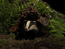 Badger (Meles meles) emerging from sett in woodland at night, North Norfolk, England, UK. August.