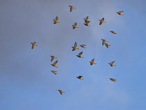 Waxwings (Bombycilla garrulus) flock in flight, New Cottessey, Norwich, Norfolk, England, UK. November.