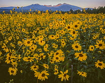 Sunflowers (Helianthus sp.) in flower at dawn in Bonito Park with San Francisco mountain peaks in background, Coconino National Forest, Arizona, USA.