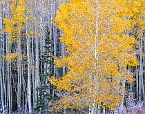 Aspen trees (Populus tremuloides) in autumnal colours on the slopes of Escudilla Mountain, Apache Sitgreaves National Forest, Arizona, USA.