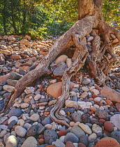 Sycamore (Acer pseudoplatanus) tree rooted in rocky streambed. Sycamore Canyon, Arizona, USA.