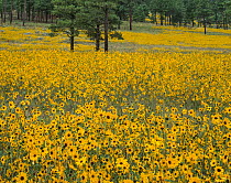 Sunflowers (Helianthella quinquenervis) in flower in meadow near Sunset Crater with Ponderosa pines (Pinus ponderosa) in background, Coconino National Forest, Arizona, USA.
