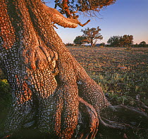 Alligator juniper (Juniperus deppeana) with twisted trunk in evening light, Sycamore Canyon, Kaibab National Forest, Arizona, USA.
