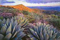 Diamond Point at sunset with Century plants (Agave parryi) and Desert ceanothus (Ceanothus greggii) in chapparal plant community, Diamond Point, Tonto National Forest, Arizona, USA.