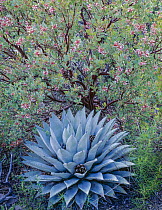 Manzanita (Arctostaphylos pungens) in flower surrounding a Century plant (Agave parryi) with Alligator juniper (Juniperus deppeana) cones in leaf rosette, Diamond Point, Tonto National Forest, Arizona...