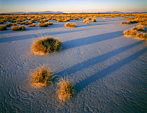 Tufts of grass on the playa at dawn with the Dragoon and Winchester Mountains in the background, Willcox, Arizona, USA.