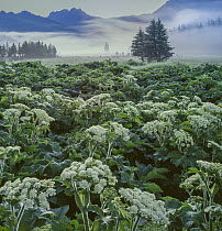 Cow parsnip (Heracleum lanatum) in flower with fog rising at sunrise over Absaroka Mountain range, Lamar Valley near Soda Butte Creek, Yellowstone National Park, Wyoming, USA.