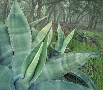 Agave (Agave americana protoamericana) in a forest of Oak trees, Sierra Madre Oriental, Tamaulipas, Mexico.