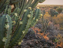 Garambullo (Myrtillocactus geometrizans) in flower with Pitaya (Stenocereus griseus) and Creosote (Larrea tridentata), Chihuahuan Desert near Tula, Tamaulipas, Mexico.