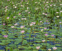 Water lilies (Nymphaea sp.) in flower in marshland pool, San Luis Potosi, Mexico.