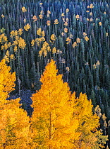 Aspen trees (Populus tremuloides) at sunset on the slopes of Escudilla Mountain, Apache Sitgreaves National Forest, Arizona, USA.
