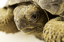 Galapagos tortoise (Chelonoidis niger) juvenile, head portrait, Parque de las Leyendas, Peru. Captive, occurs in Galapagos Islands.