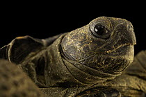 Galapagos tortoise (Chelonoidis niger) juvenile, head portrait, Parque de las Leyendas, Peru. Captive, occurs in Galapagos Islands.
