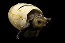 Chinese box turtle (Cuora flavomarginata) hatchling emerging from egg, private collection. Captive, occurs in China, Taiwan and Japan. Endangered.