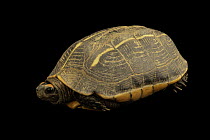 Tricarinate hill turtle (Melanochelys tricarinata) portrait, Turtle Island, Austria. Captive, occurs in South Asia. Endangered.