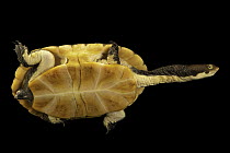 Brazilian snake-necked turtle (Hydromedusa maximiliani) portrait, Turtle Island, Austria. Captive, occurs in Brazil.