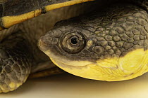 Big-headed pantanal swamp turtle (Acanthochelys macrocephala) head portrait, Turtle Island, Austria. Captive, occurs in South America.