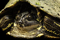 Escambia map turtle (Graptemys ernsti) female, head portrait, Turtle Island, Austria. Captive, occurs in USA.