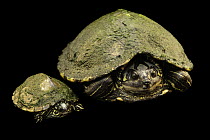 Escambia map turtles (Graptemys ernsti) pair, portrait, male on left, Turtle Island, Austria. Captive, occurs in USA.