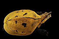 Aubry's flapshell turtle (Cycloderma aubryi) juvenile aged 10 days, portrait, Turtle Island, Austria. Captive, occurs in Central Africa.