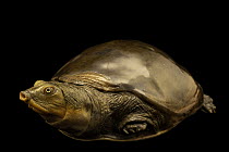 Burmese flapshell turtle (Lissemys scutata) portrait, Turtle Island, Austria. Captive, occurs in Asia.